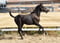 Annonce cheval