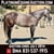 Horse ad