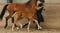 Horse ad