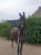 Horse ad