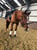 Horse ad