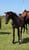 Horse ad