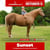 Paardadvertentie