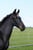 Horse ad