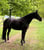 Paardadvertentie