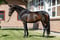 Horse ad