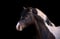 Annonce cheval