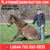 Horse ad