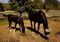 Horse ad