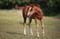 Horse ad