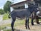Horse ad