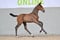 Annuncio cavallo