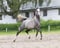 Annuncio cavallo