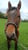 Annuncio cavallo