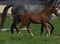 Horse ad