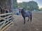 Horse ad