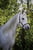 Horse ad