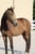 Annuncio cavallo