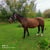 Horse ad