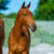 Annuncio cavallo