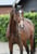 Annuncio cavallo