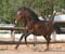 Annuncio cavallo