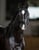Horse ad