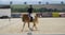 Annonce cheval