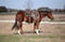 Horse ad
