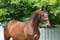 Annuncio cavallo