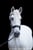 Annonce cheval