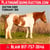 Horse ad