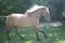 Horse ad