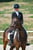 Annuncio cavallo