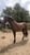Horse ad