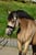 Annuncio cavallo