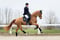 Horse ad