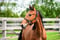 Horse ad