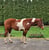 Horse ad