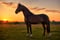 Horse ad