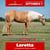 Annuncio cavallo