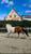 Annuncio cavallo