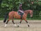 Annuncio cavallo