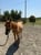 Horse ad