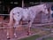 Horse ad