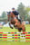 Horse ad
