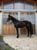 Paardadvertentie