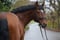 Annuncio cavallo