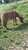 Horse ad