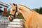 Annuncio cavallo